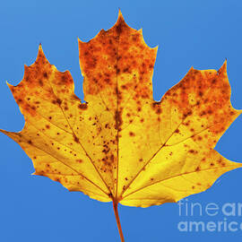 Autumn Sycamore Leaf close up against blue sky by Neale And Judith Clark