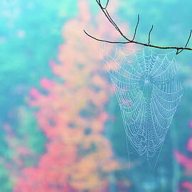 Autumn Web by Jeff Sinon