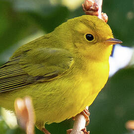 Autumn Wilson's Warbler by Cascade Colors