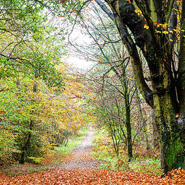 Autumnal scene by Francisco Ruiz Navas