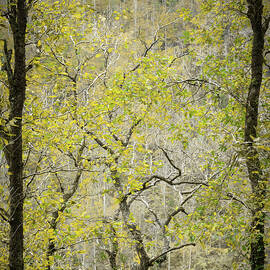 Autumn's Golden Glory by Charnwood Photography Fine Art