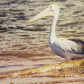 Avian wash by Jorgo Photography