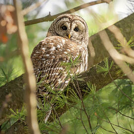 Awaken by James Overesch