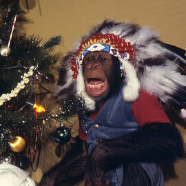 B. J. and the Bear Chimp in Native American Indian Feather Headdress Festive Christmas Tree 1978 by Silver Screen