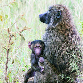 Baboon 2A by Sally Fuller
