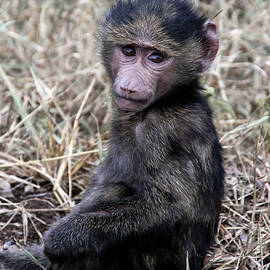 Baboon 6A by Sally Fuller