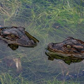 Baby Aligatots by Larry Marshall