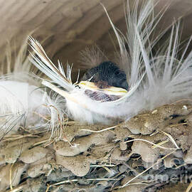 Baby Bird by Shirley Dutchkowski