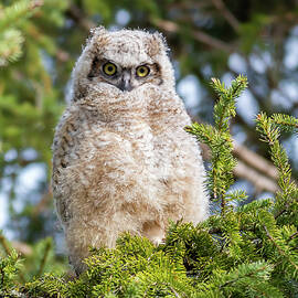 Baby Great Horned Owl