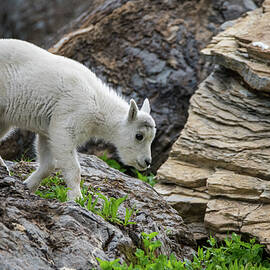 Baby Mountain Goat No. 1 by Matt Halvorson