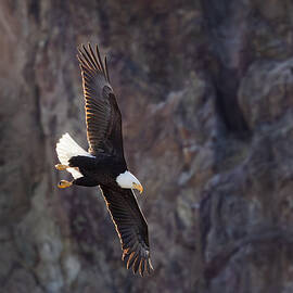 Backlit Bald Eagle Soaring Past Rocky Cliff by Mary Jo Allen