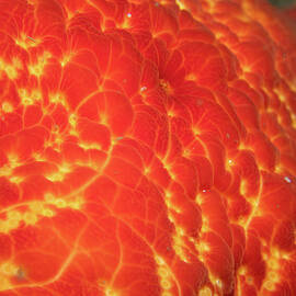 Badge star close-up by Brian Weber