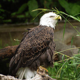 Bald Eagle 003 by Flees Photos