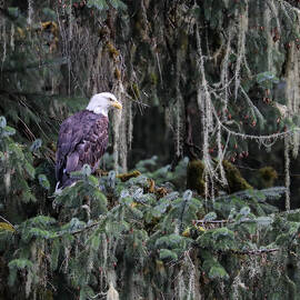 Bald Eagle 17B by Sally Fuller