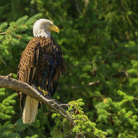 Bald Eagle at Elger Bay on Camano Island, Washington by Nancy Gleason