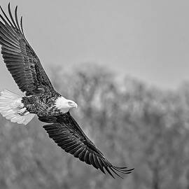 Bald Eagle Banking BW by Susan Candelario