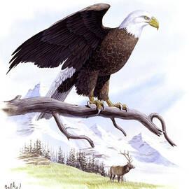 Bald Eagle by Don Balke