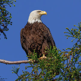 Bald Eagle Female #2 by Joe Fisher