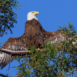 Bald Eagle Female by Joe Fisher