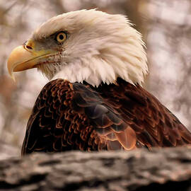 bald eagle in a tree by Flees Photos