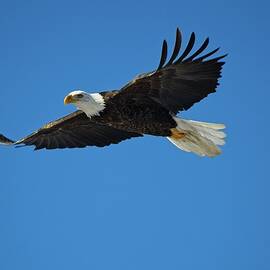  Bald Eagle in Flight, Prairie di Sac, Wisconsin  by Steven Ralser