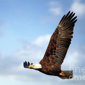 Bald Eagle in Flight by Thomas Nay