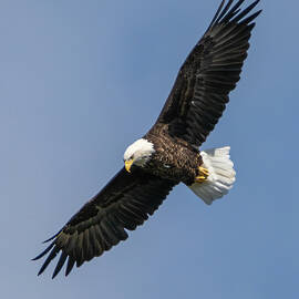 Bald Eagle by James Overesch