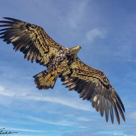 Bald Eagle Juvenile by Joe Fisher