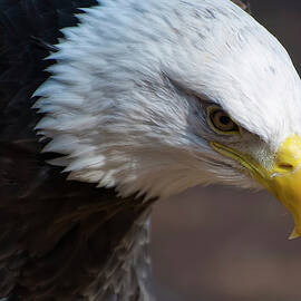 Bald Eagle Landing by Flees Photos