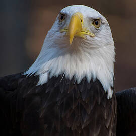 Bald eagle looking right by Flees Photos