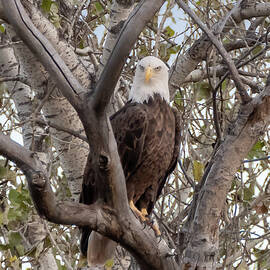 bald eagle by Matt Halvorson