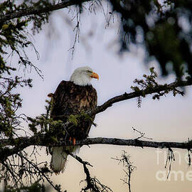 Bald Eagle on a Branch by Thomas Nay