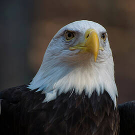 bald eagle perched by Flees Photos