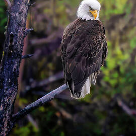 Bald Eagle Perched on a Branch by Thomas Nay
