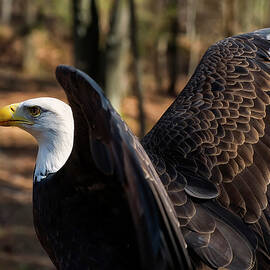 Bald eagle preparing for flight by Flees Photos