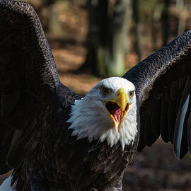 Bald eagle protecting its meal by Flees Photos