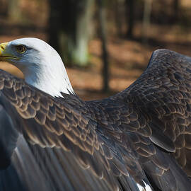 bald eagle ready to fly by Flees Photos