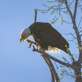Bald Eagle Scratching an Itch at Lower Klamath Wildlife Refuge by Mike Lee