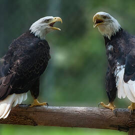 Bald eagles singing by Flees Photos