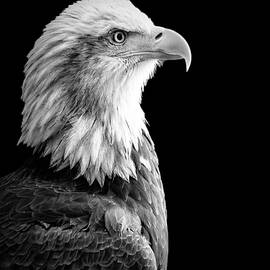 Baldy Profile in Black and White by Bill and Linda Tiepelman