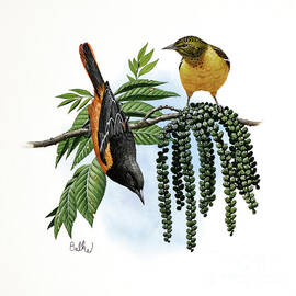 Baltimore Oriole by Don Balke