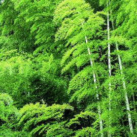 Bamboo Forest Japan by Tommy Farnsworth