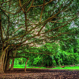 Banyan Tree Jungle by Abbie Matthews