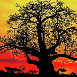 Baobab Silhouette at Sunset by Bruce Block