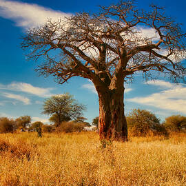 Baobab Tree in Tarangire National Park by Bruce Block