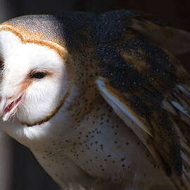Barn Owl 1 by Flees Photos
