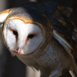 Barn Owl Eating 2 by Flees Photos