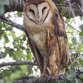 Barn Owl on Tree Branch by Joe Fisher