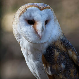 Barn owl Portrait by Flees Photos