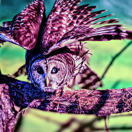 Barn Owl preparing to fly by Flees Photos